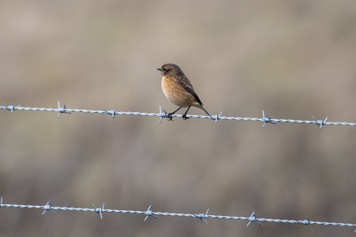 Трав'янка чорноголова - ML645163897