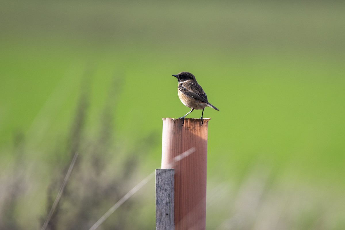 Трав'янка чорноголова - ML645163909