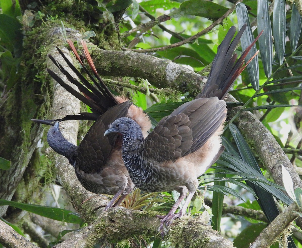 Colombian Chachalaca - ML645163911