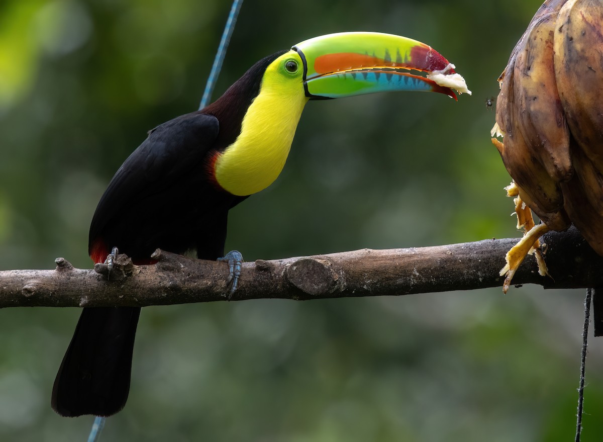 regnbuetukan - ML645163921