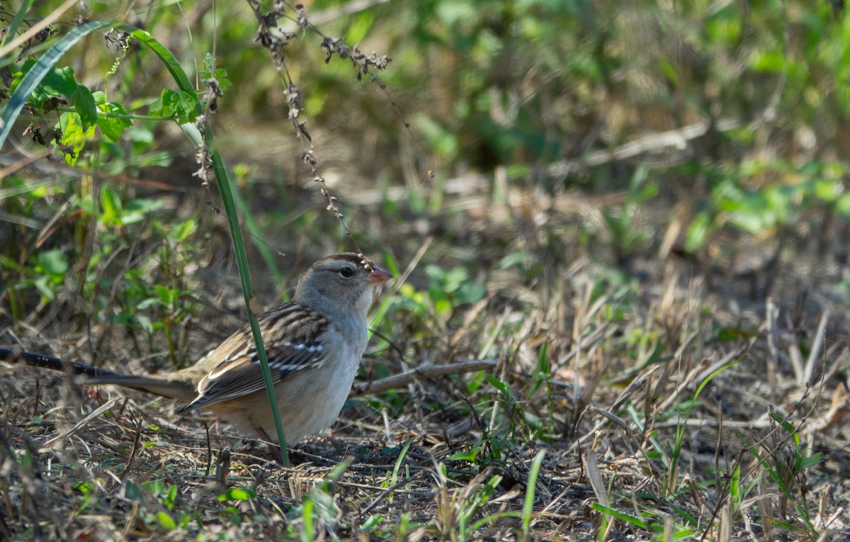 White-crowned Sparrow - ML645163922