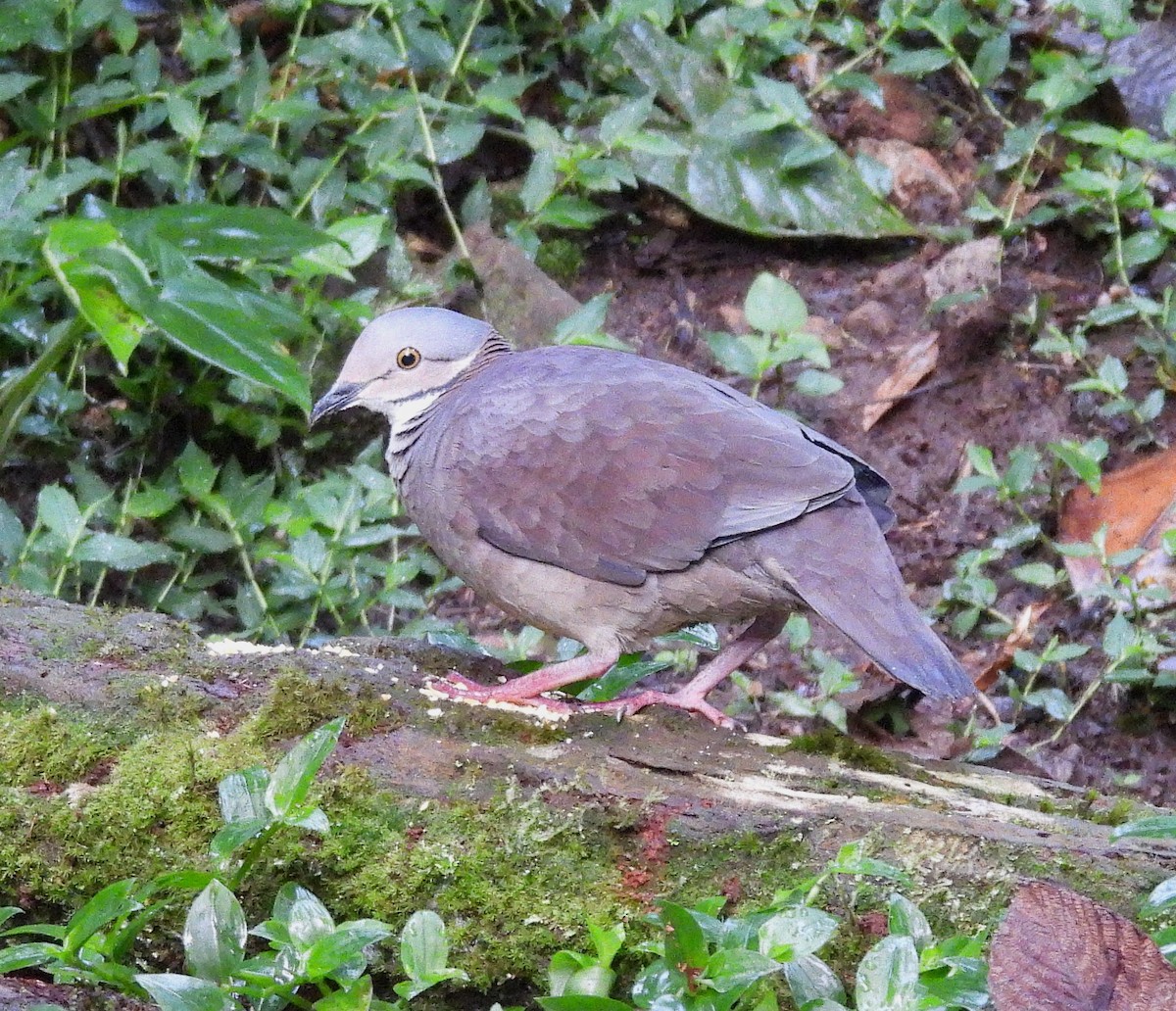White-throated Quail-Dove - ML645163929