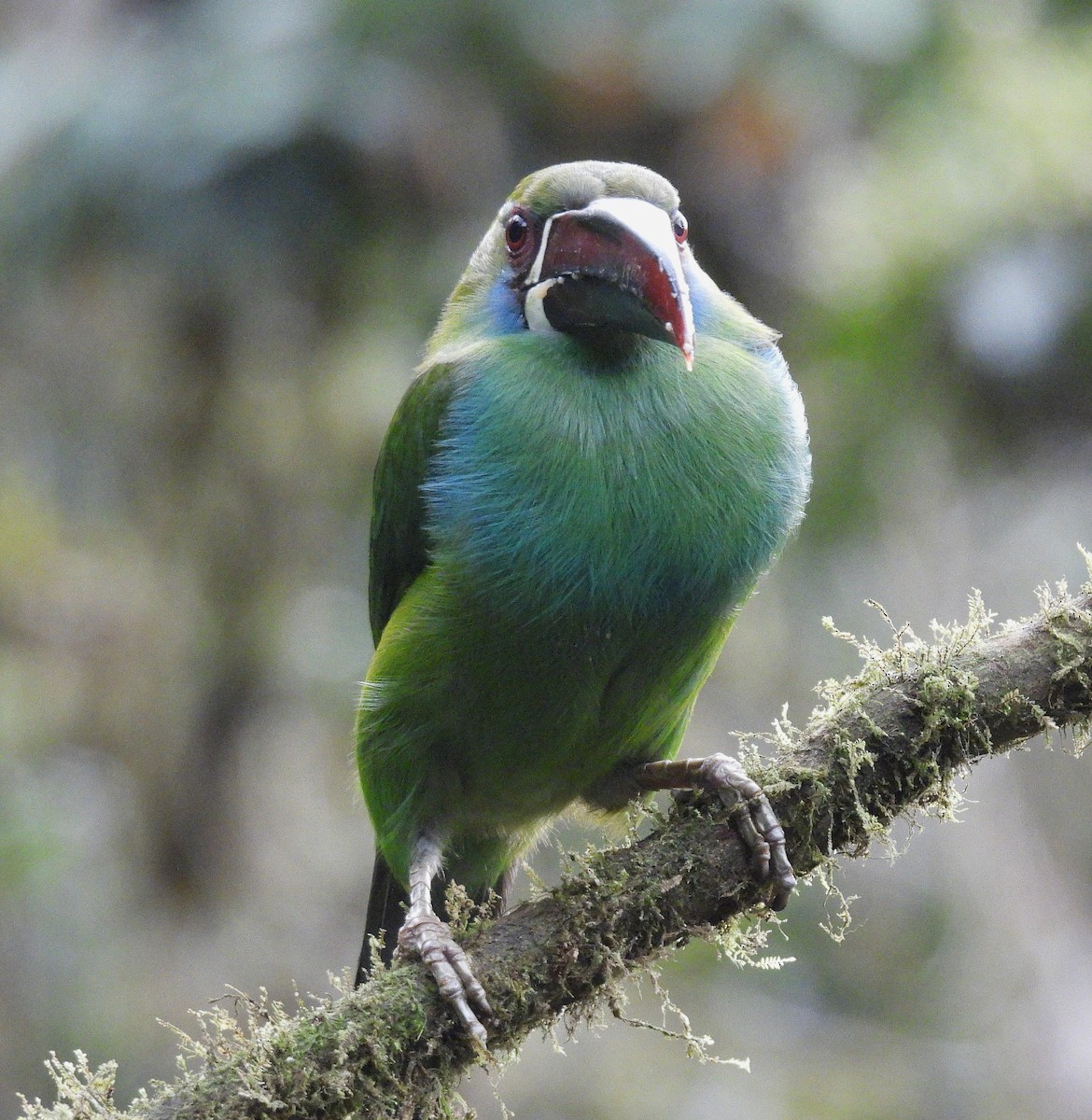 Crimson-rumped Toucanet - ML645163949