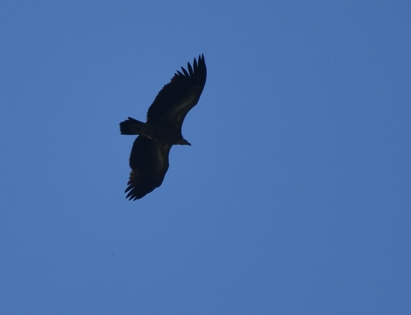 Vautour de l'Himalaya - ML645163950