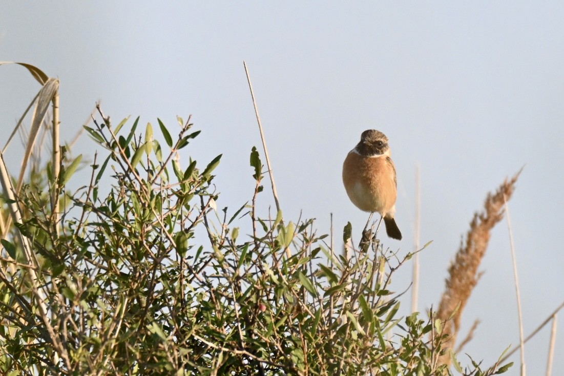 Трав'янка чорноголова - ML645163955