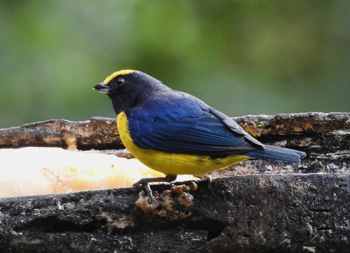 Orange-bellied Euphonia - ML645163956