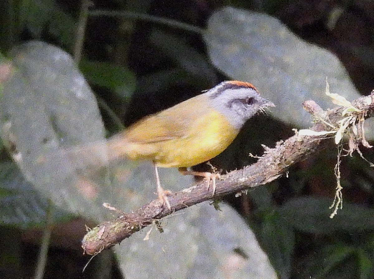 Russet-crowned Warbler - ML645163965