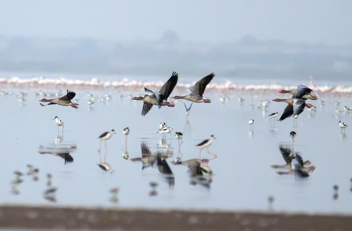 Graylag Goose - ML645163981