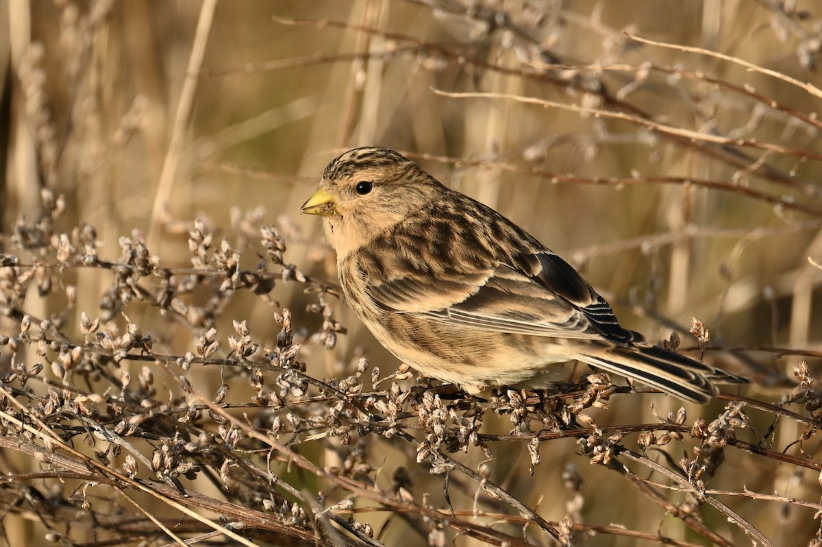 Twite - ML645163991