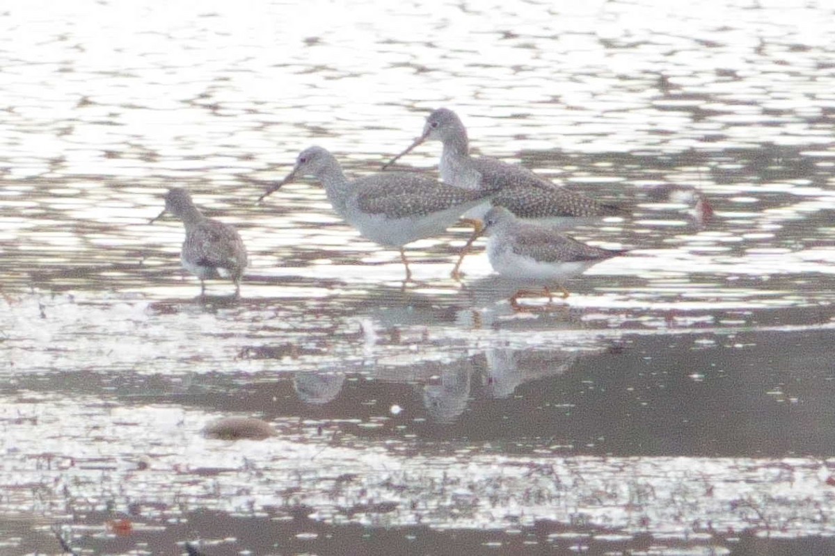 Greater Yellowlegs - ML645163992