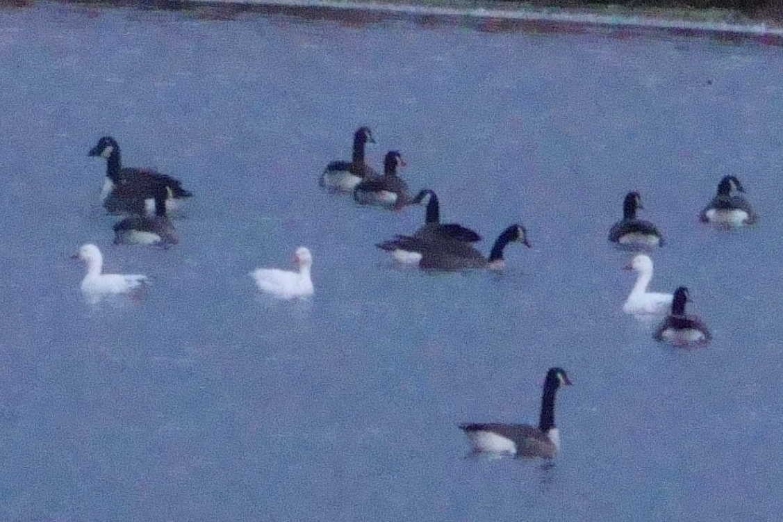 Snow Goose - ML645164009