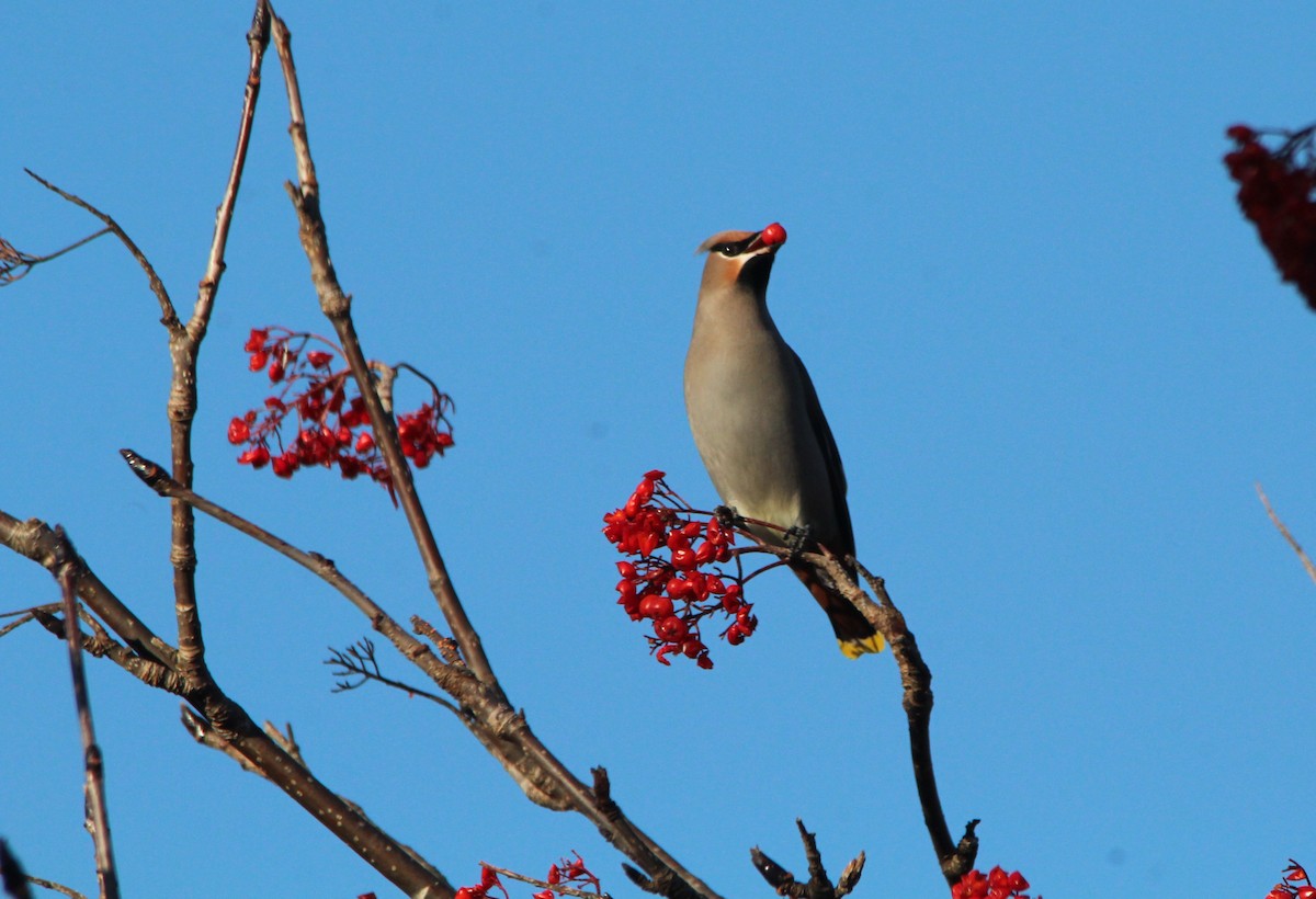 Bohemian Waxwing - ML645164021