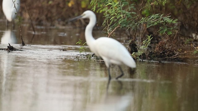 Little Egret - ML645164023
