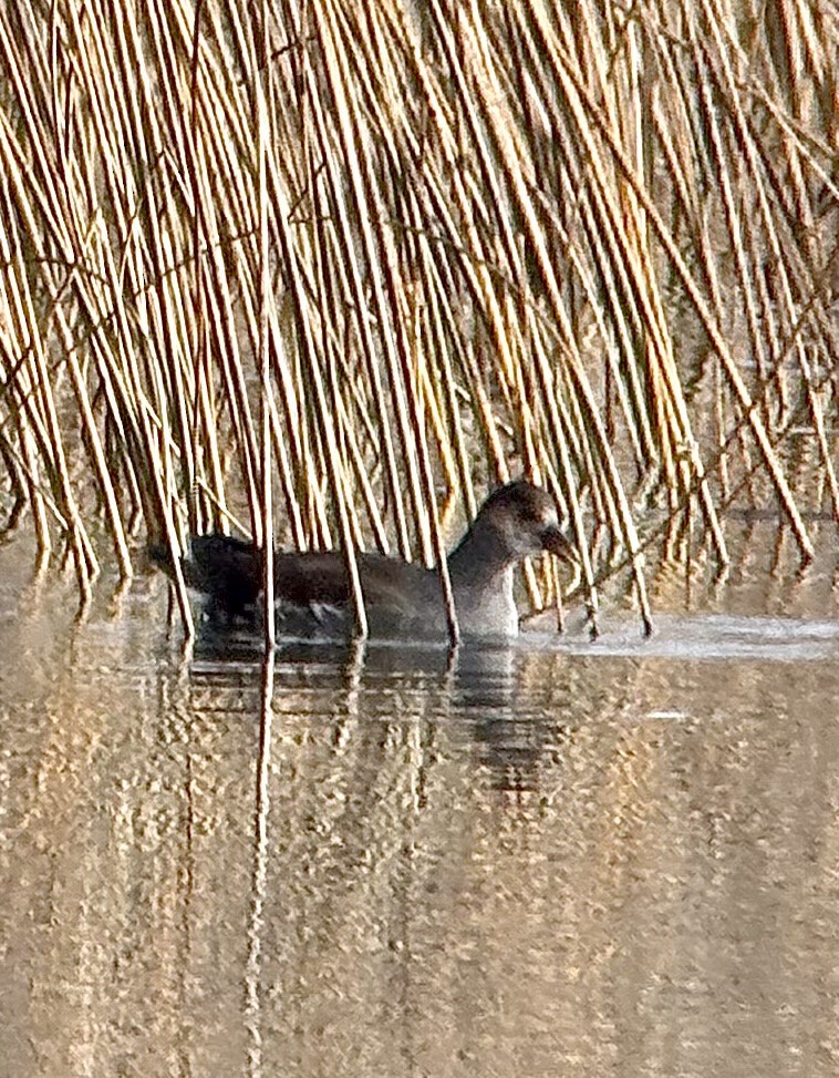 Common Gallinule - ML645164028