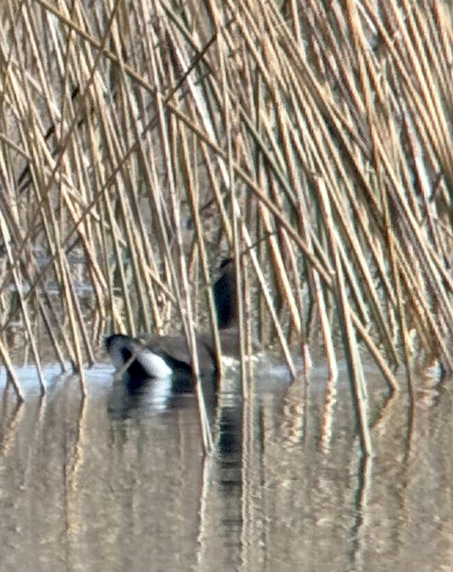 Common Gallinule - ML645164029