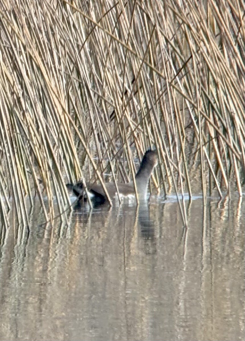 Common Gallinule - ML645164030