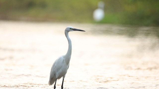 Little Egret - ML645164033