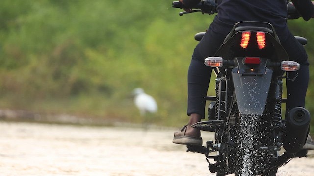 Little Egret - ML645164034