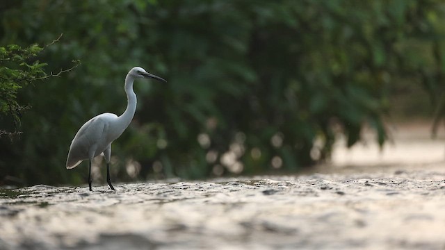 Little Egret - ML645164036