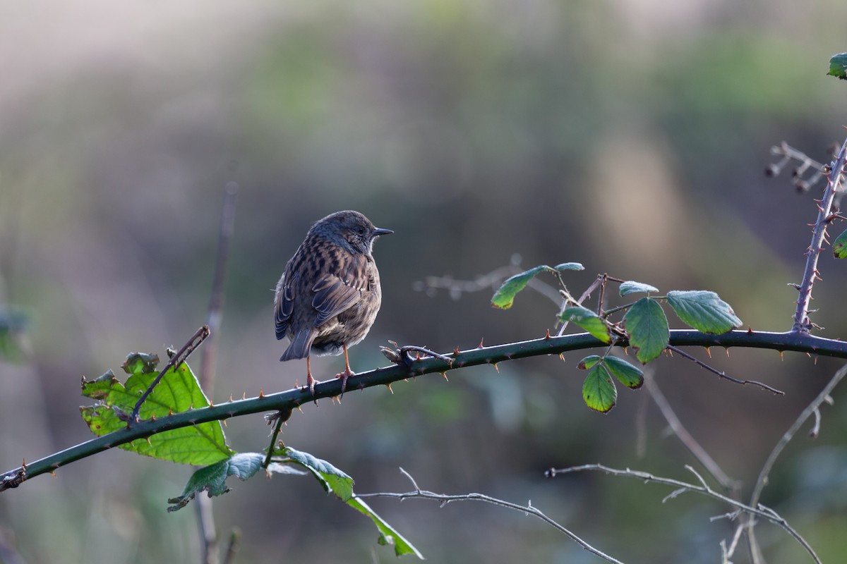 Accenteur mouchet - ML645164037