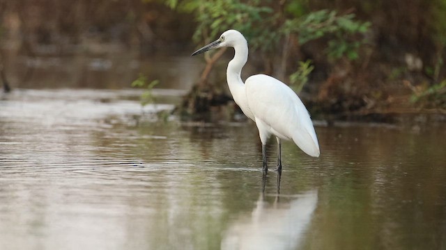 Little Egret - ML645164043
