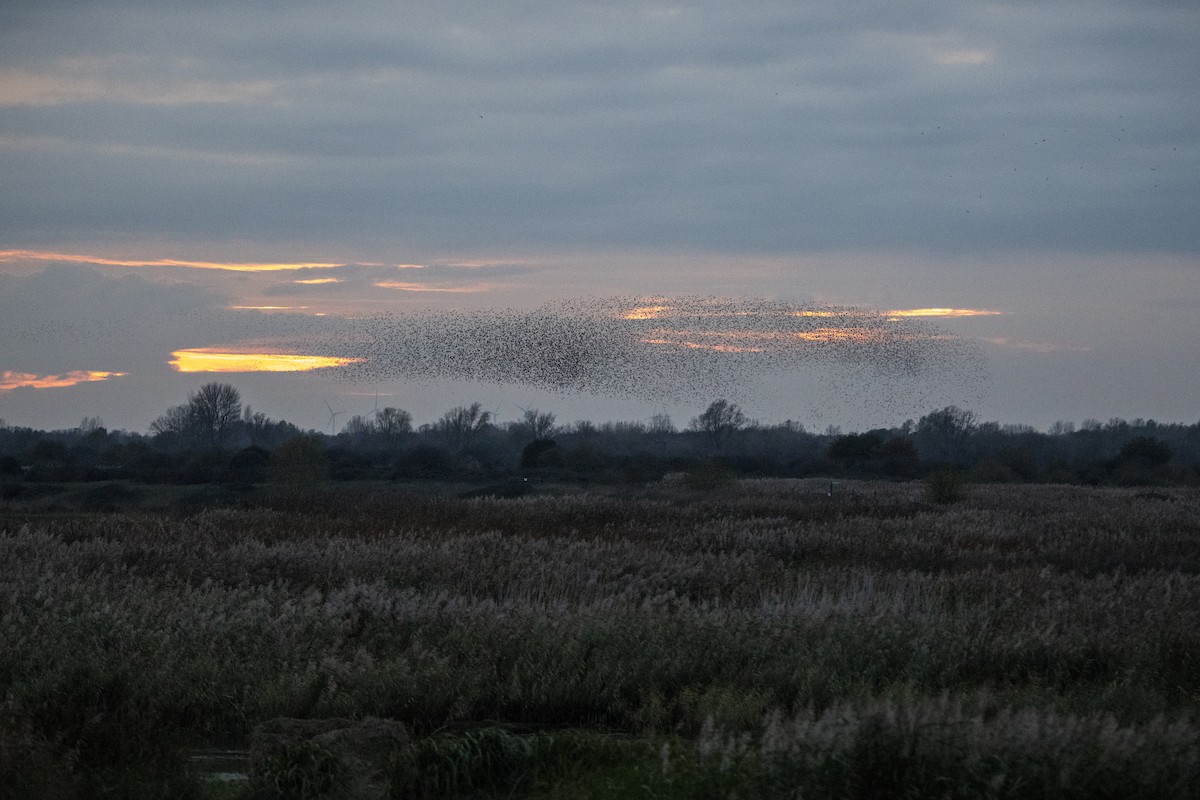 European Starling - ML645164044
