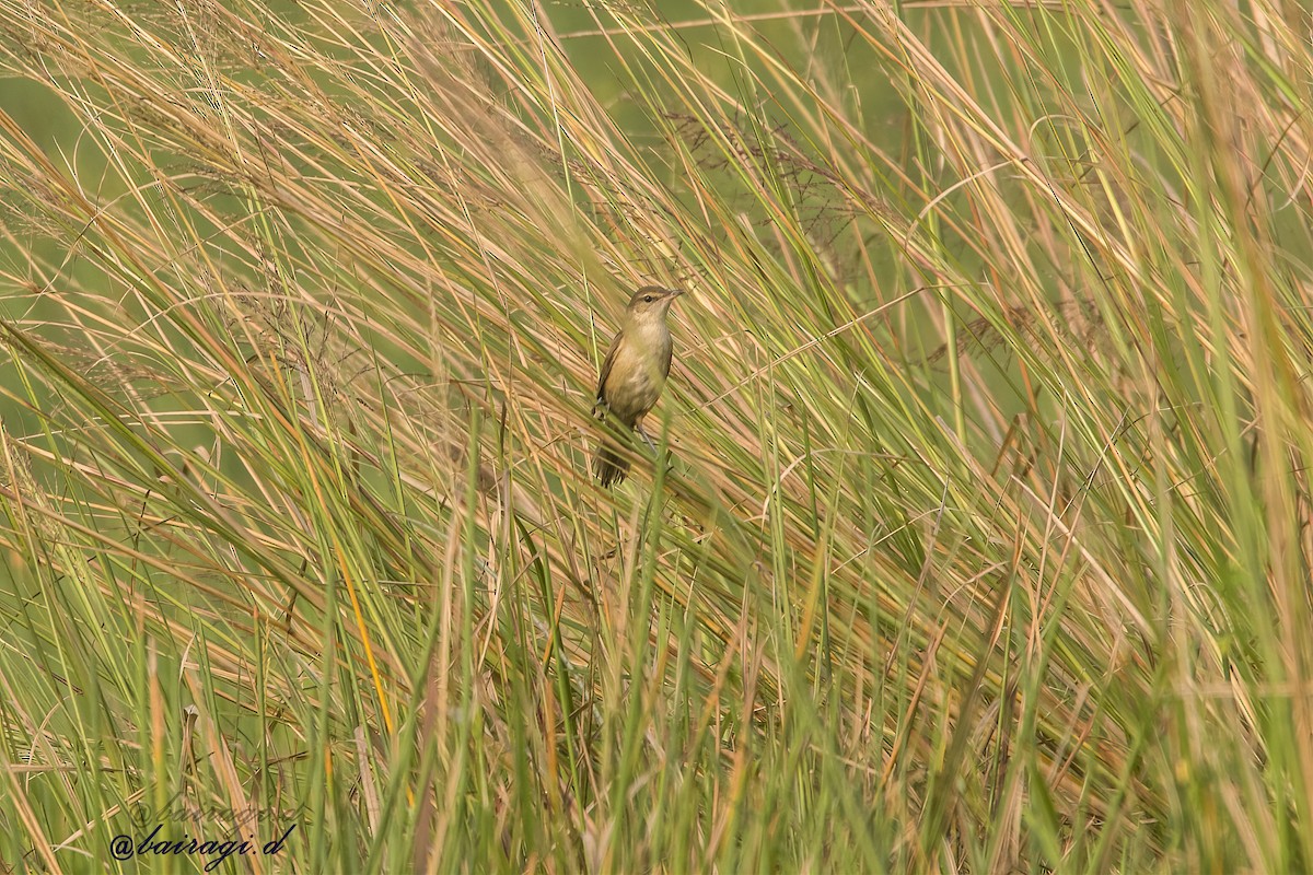 Lezkari zalapartaria - ML645164047