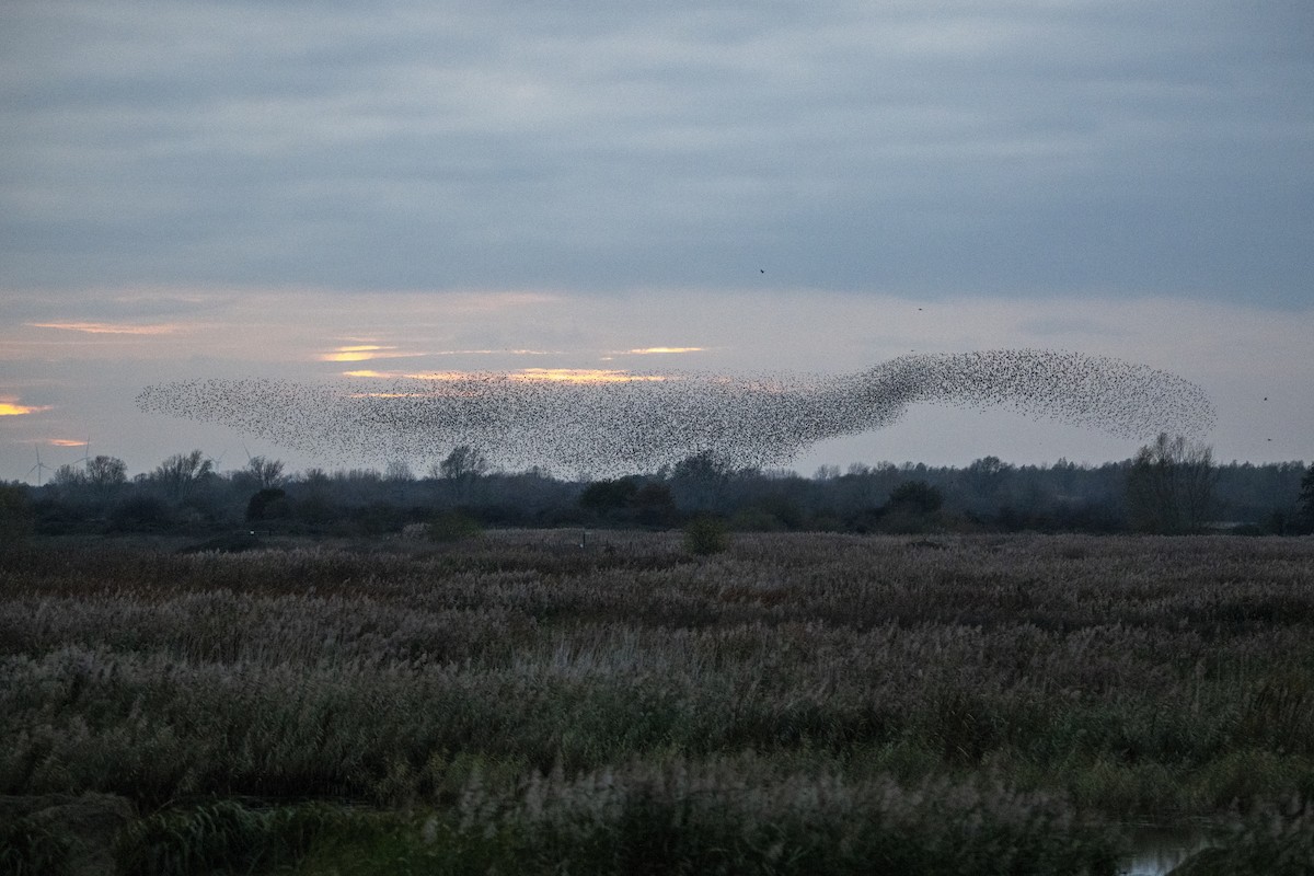 European Starling - ML645164049