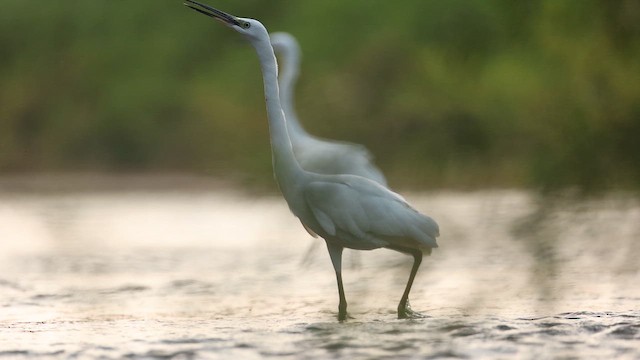 Little Egret - ML645164050