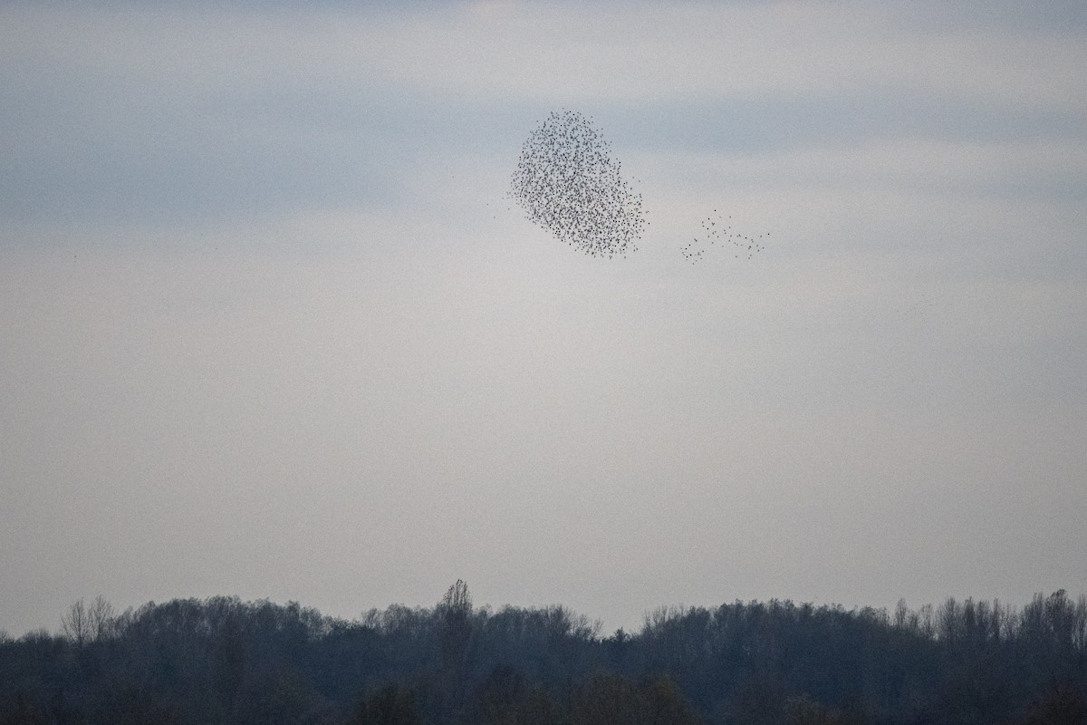 European Starling - ML645164055