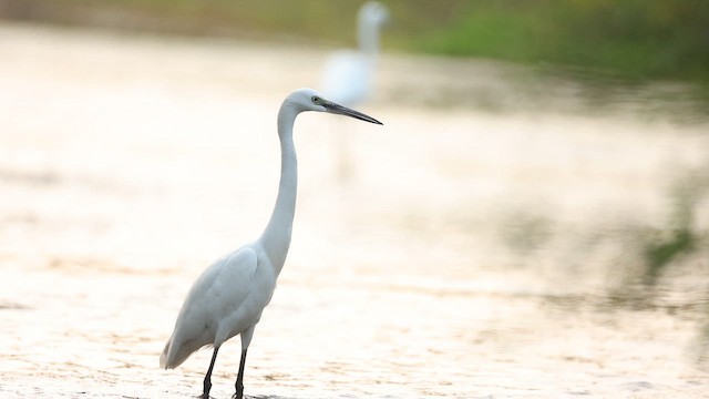 Little Egret - ML645164059