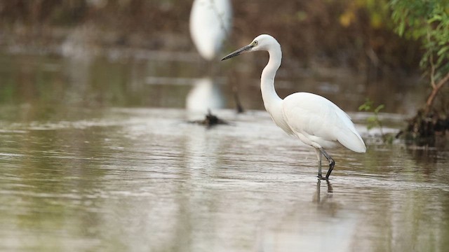 Little Egret - ML645164060