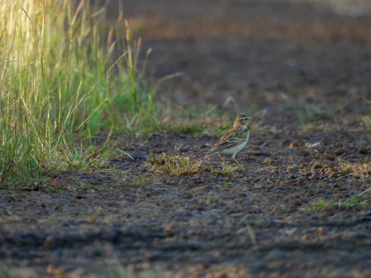 Alouette de Sykes - ML645164063