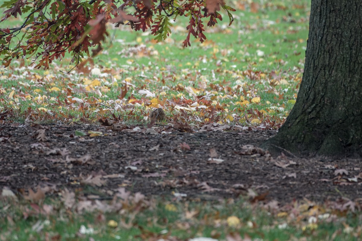 American Woodcock - ML645164066