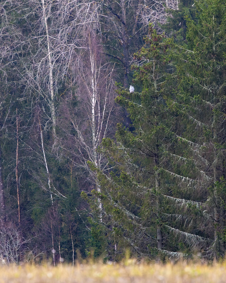 Habicht - ML645164070