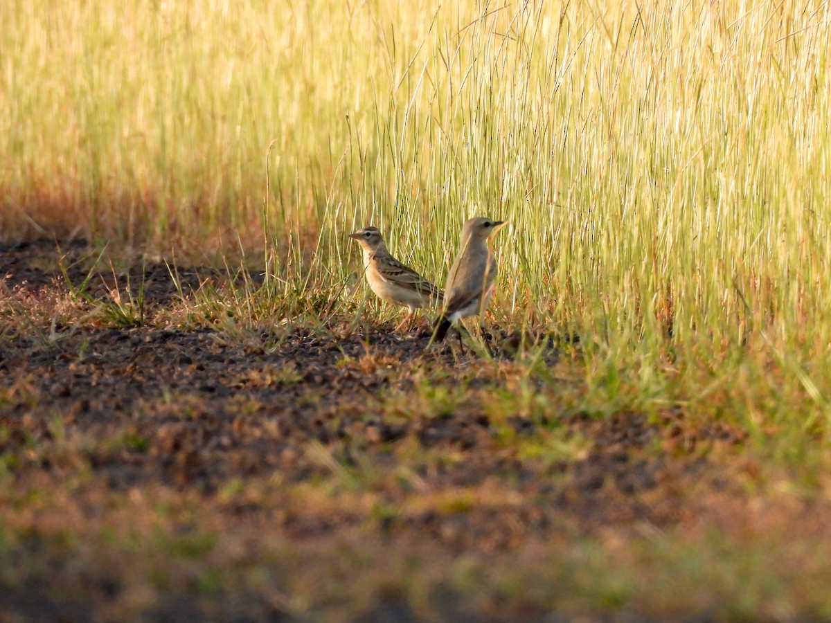 Alouette de Sykes - ML645164071