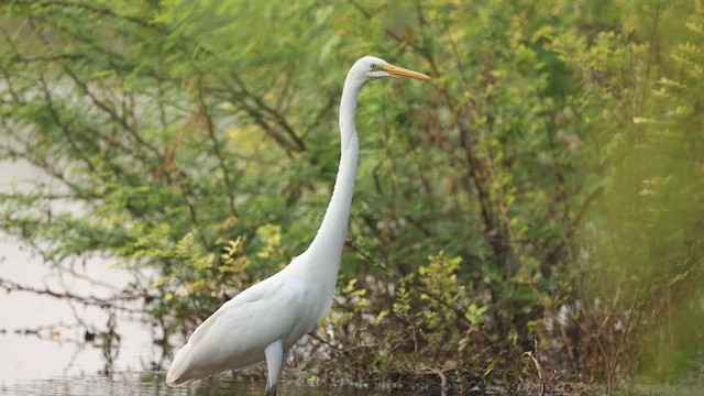 Great Egret - ML645164093