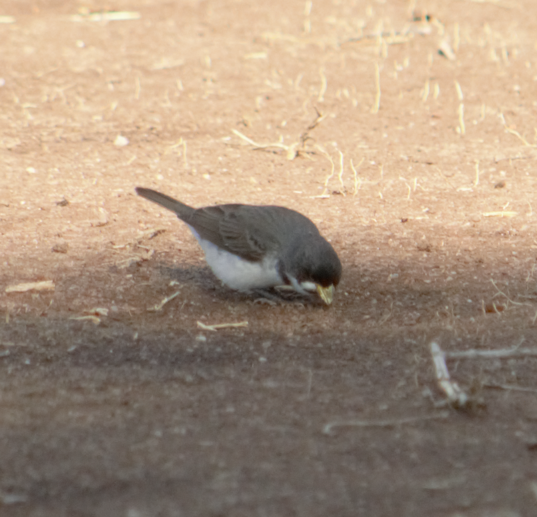 beltefrøeter - ML645164098