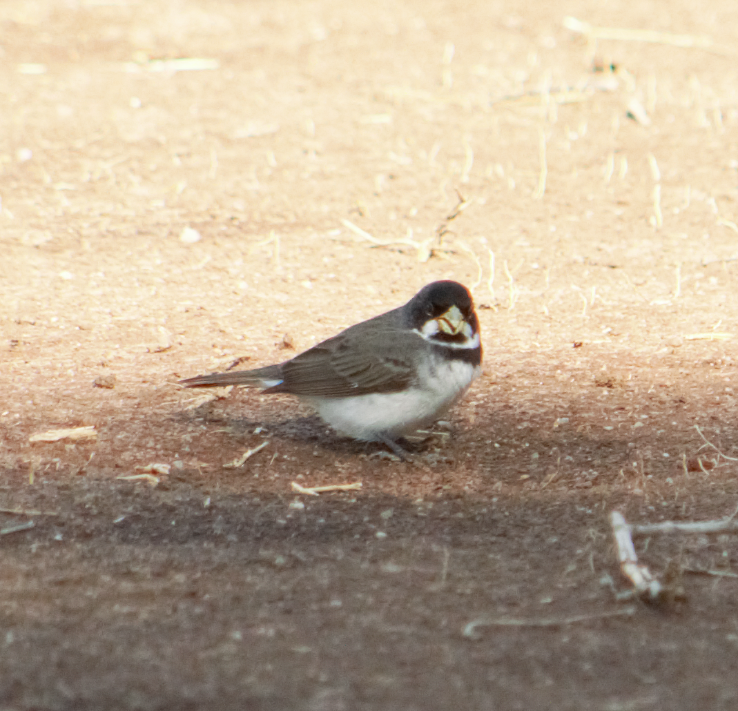 beltefrøeter - ML645164099