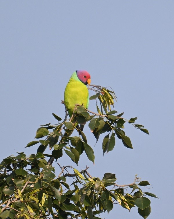 Erik Başlı Yeşil Papağan - ML645164114