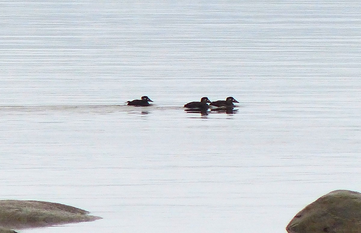 Surf Scoter - ML645164138