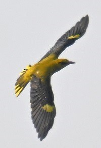 Indian Golden Oriole - ML645164143