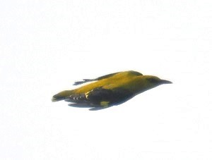 Indian Golden Oriole - ML645164144