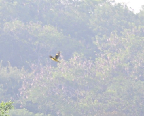 Indian Golden Oriole - ML645164145