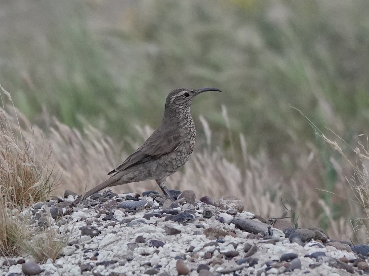 Scale-throated Earthcreeper - ML645164146