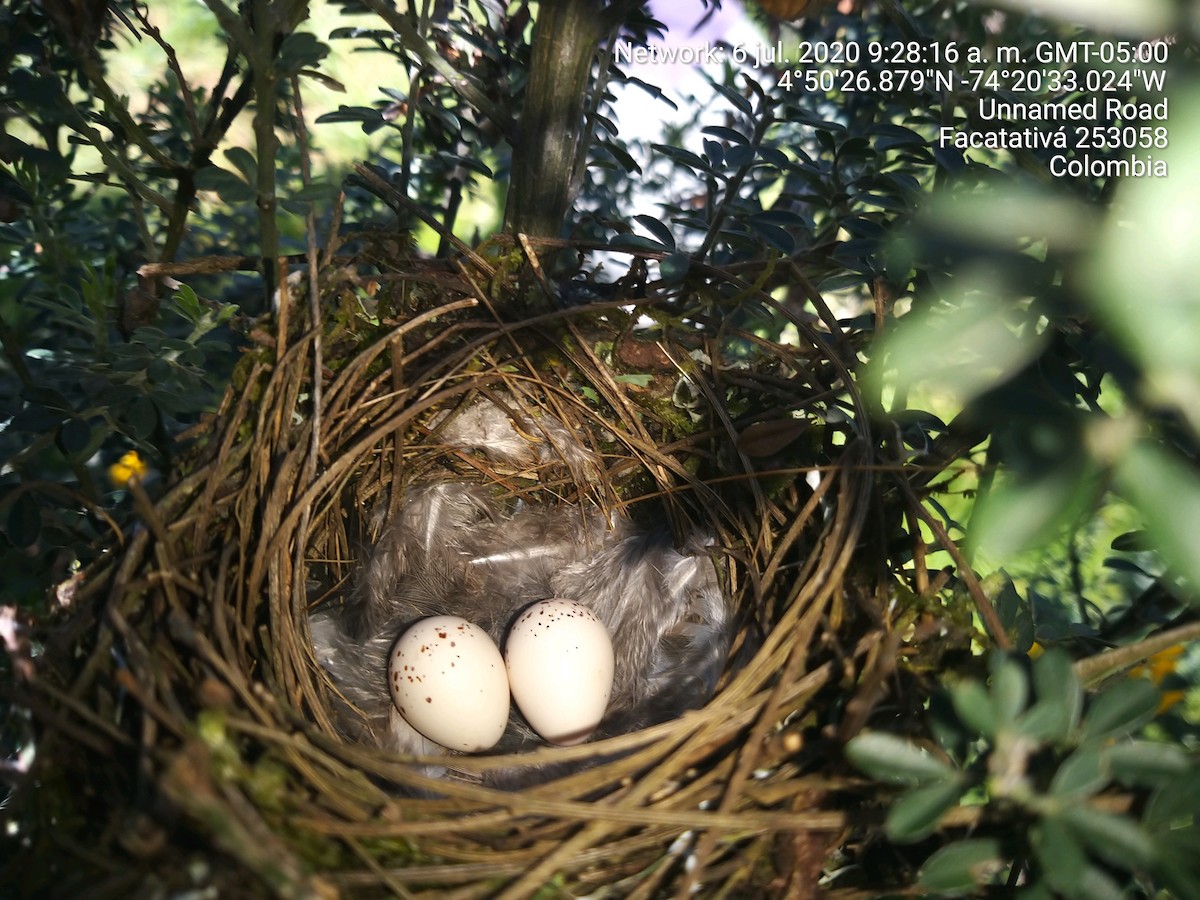 Mountain Elaenia - ML645164147