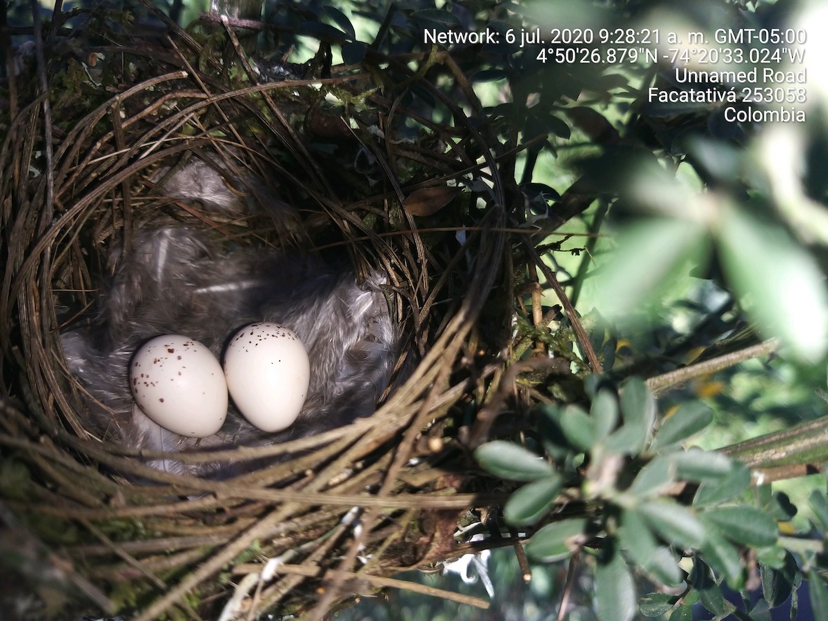 Mountain Elaenia - ML645164148