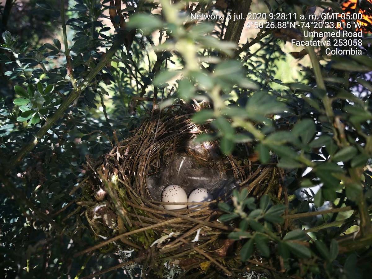 Mountain Elaenia - ML645164149