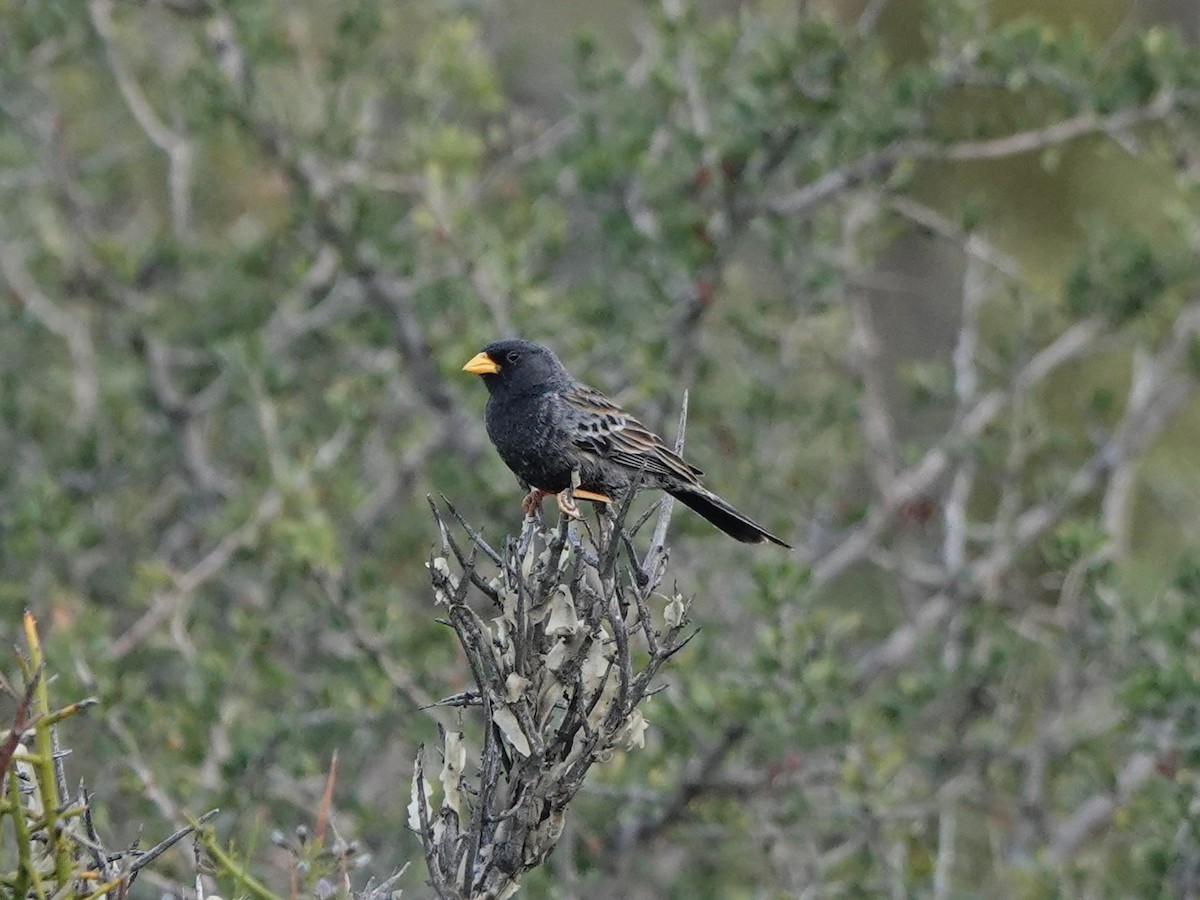 Carbonated Sierra Finch - ML645164152