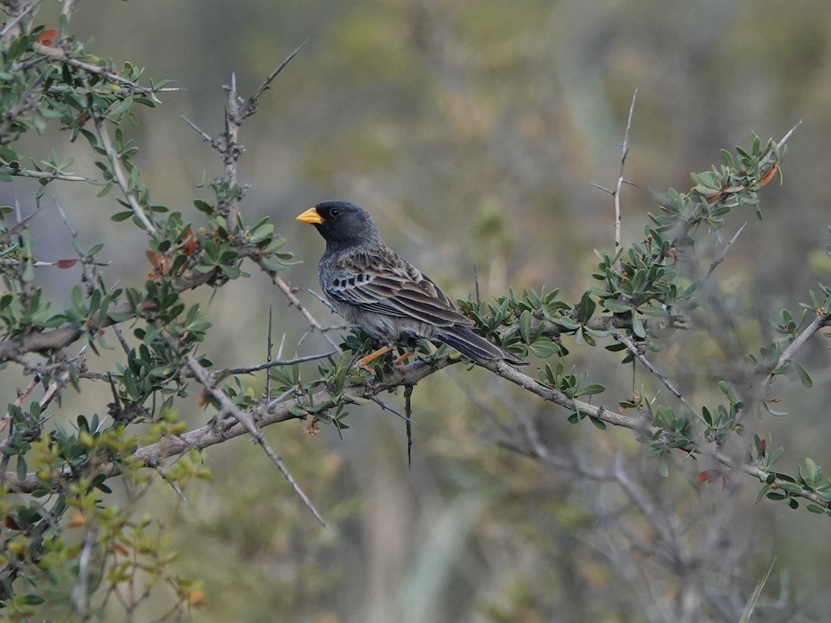 Carbonated Sierra Finch - ML645164153